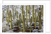 Saguaro Cacti in Snow by Anonymous