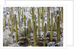 Saguaro Cacti in Snow by Anonymous