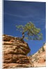 Pinyon Pine atop Sandstone Hoodoo by Anonymous