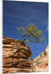 Pinyon Pine atop Sandstone Hoodoo by Anonymous