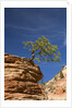 Pinyon Pine atop Sandstone Hoodoo by Anonymous