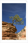Pinyon Pine atop Sandstone Hoodoo by Anonymous