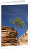 Pinyon Pine atop Sandstone Hoodoo by Anonymous