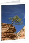 Pinyon Pine atop Sandstone Hoodoo by Anonymous