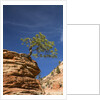 Pinyon Pine atop Sandstone Hoodoo by Anonymous