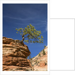 Pinyon Pine atop Sandstone Hoodoo by Anonymous