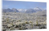 Sonoran Desert in winter by Anonymous