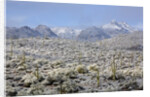 Sonoran Desert in winter by Anonymous