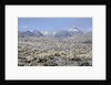 Sonoran Desert in winter by Anonymous