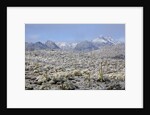 Sonoran Desert in winter by Anonymous