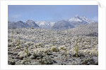 Sonoran Desert in winter by Anonymous