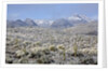 Sonoran Desert in winter by Anonymous