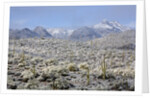 Sonoran Desert in winter by Anonymous
