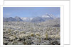 Sonoran Desert in winter by Anonymous