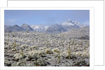 Sonoran Desert in winter by Anonymous