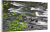 Sol Duc River Flowing over Rocks by Anonymous