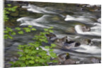 Sol Duc River Flowing over Rocks by Anonymous