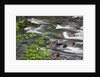 Sol Duc River Flowing over Rocks by Anonymous