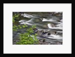 Sol Duc River Flowing over Rocks by Anonymous