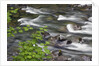Sol Duc River Flowing over Rocks by Anonymous