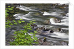 Sol Duc River Flowing over Rocks by Anonymous