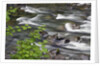 Sol Duc River Flowing over Rocks by Anonymous