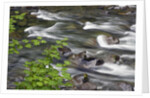 Sol Duc River Flowing over Rocks by Anonymous