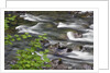 Sol Duc River Flowing over Rocks by Anonymous
