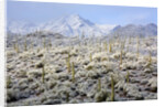 Winter in the Sonoran Desert by Anonymous