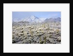 Winter in the Sonoran Desert by Anonymous