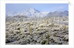 Winter in the Sonoran Desert by Anonymous