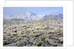 Winter in the Sonoran Desert by Anonymous