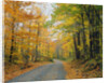 Country Road through Forest in Autumn by Anonymous
