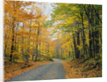Country Road through Forest in Autumn by Anonymous