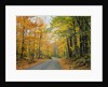 Country Road through Forest in Autumn by Anonymous