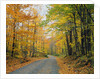 Country Road through Forest in Autumn by Anonymous