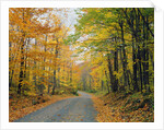 Country Road through Forest in Autumn by Anonymous