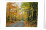 Country Road through Forest in Autumn by Anonymous