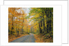 Country Road through Forest in Autumn by Anonymous