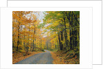 Country Road through Forest in Autumn by Anonymous