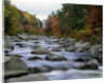 Swift River Flowing through Forest in Autumn by Anonymous