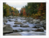 Swift River Flowing through Forest in Autumn by Anonymous