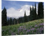Wildflowers at Paradise Meadow by Anonymous