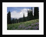 Wildflowers at Paradise Meadow by Anonymous