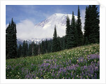 Wildflowers at Paradise Meadow by Anonymous