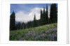 Wildflowers at Paradise Meadow by Anonymous