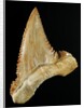 Tooth from Great White Shark by Anonymous