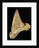 Tooth from Great White Shark by Anonymous