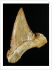 Tooth from Great White Shark by Anonymous