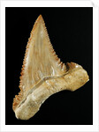 Tooth from Great White Shark by Anonymous
